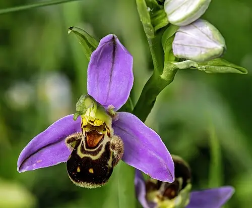 벌난초 (Ophrys apifera)