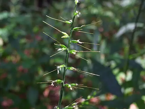 주름조개풀 (Oplismenus undulatifolius)
