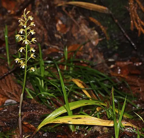 감자난초 (Oreorchis patens)