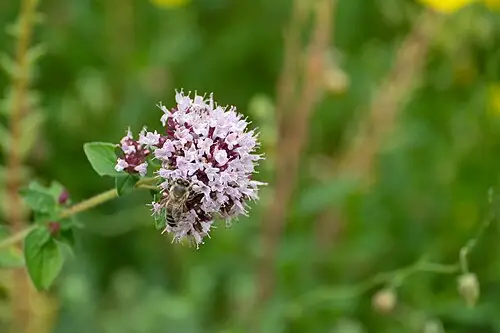 오레가노 (Origanum vulgare)