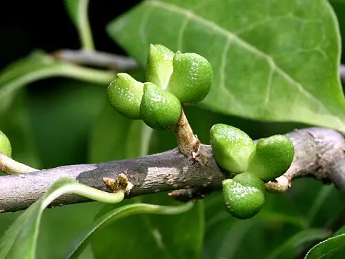 상산 (Orixa japonica)