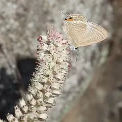 바위솔