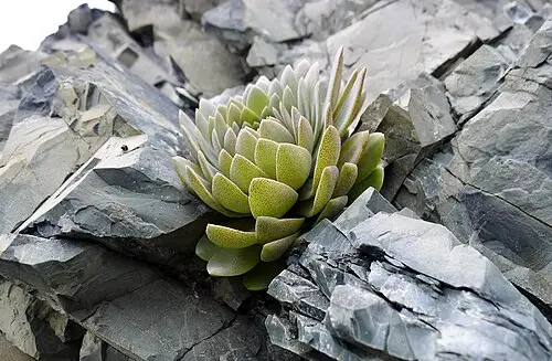 둥근바위솔 (Orostachys malacophylla)