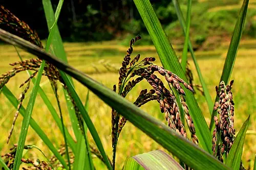 야생벼 (Oryza rufipogon)