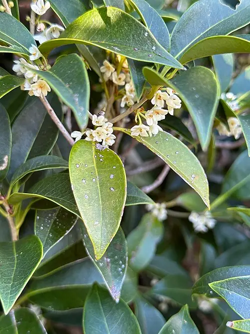 박달목서 (Osmanthus insularis)