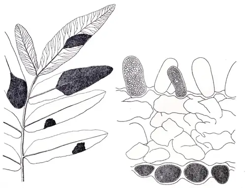 고비 (Osmunda japonica)