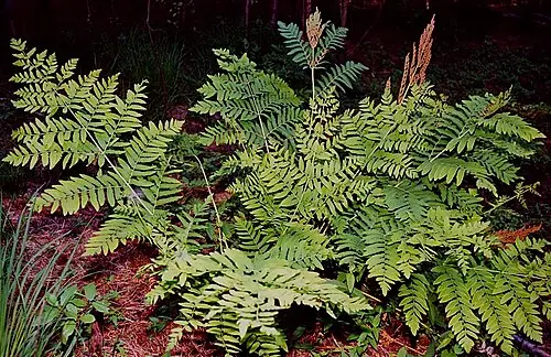 왕고비 (Osmunda regalis)