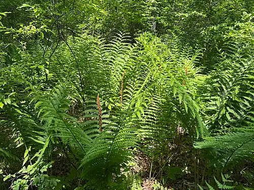 꿩고비 (Osmundastrum cinnamomeum)