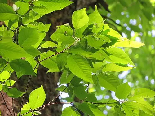 새우나무 (Ostrya japonica)