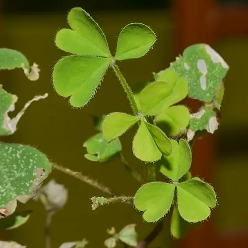 괭이밥 (Oxalis corniculata)
