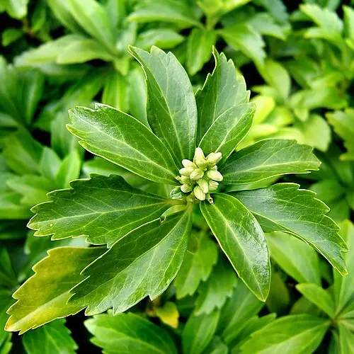 수호초 (Pachysandra terminalis)
