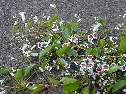계요등 (Paederia foetida)