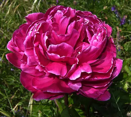 작약 (Paeonia lactiflora)