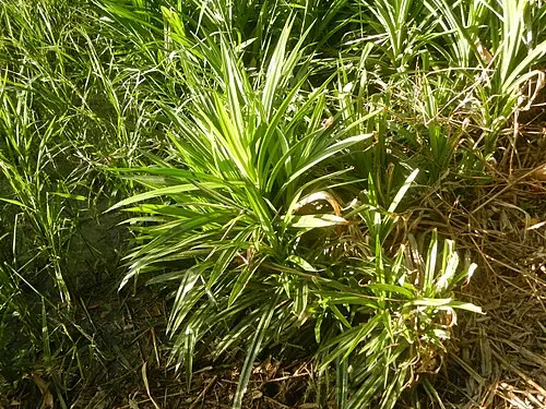 판단잎 (Pandanus amaryllifolius)