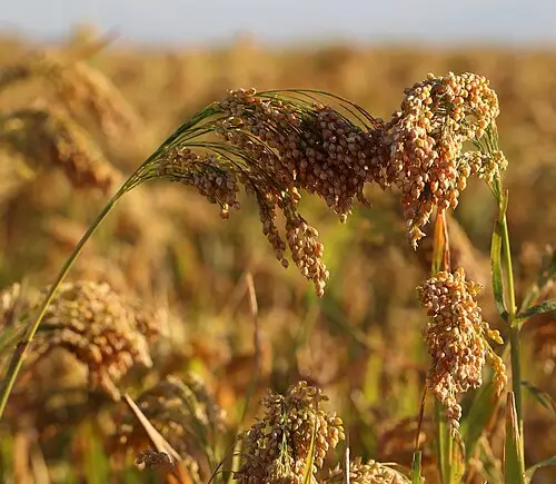 기장 (Panicum miliaceum)
