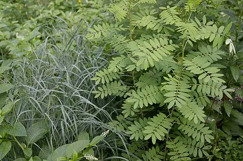 큰개기장 (Panicum virgatum)