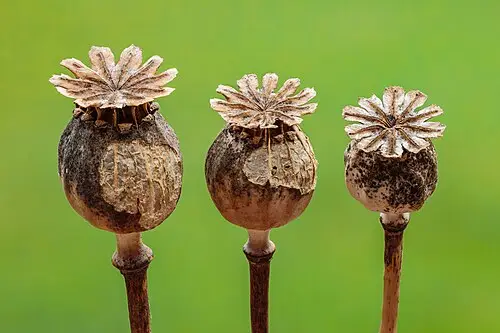 양귀비 (Papaver somniferum)