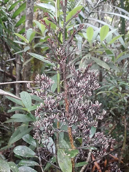 기생주목 (Parasitaxus usta)