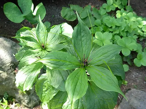 칠엽일지화 (Paris polyphylla)