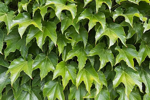 담쟁이덩굴 (Parthenocissus tricuspidata)
