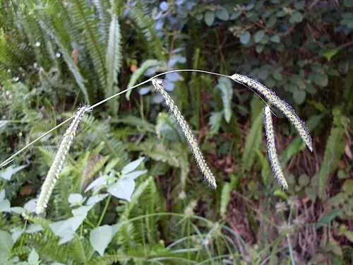 큰참새피 (Paspalum dilatatum)