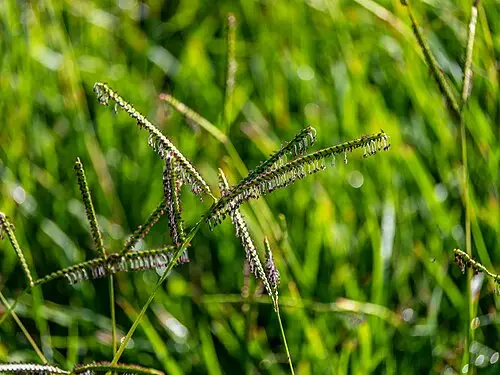 물참새피 (Paspalum distichum)
