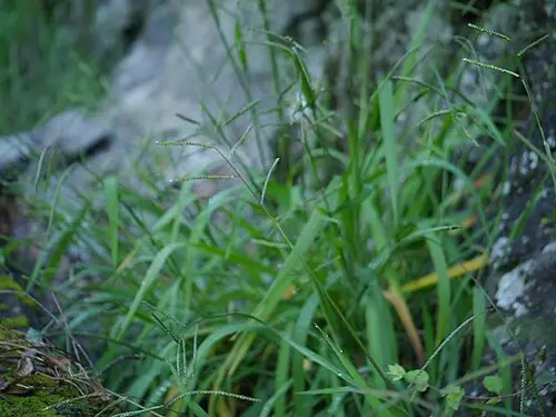 참새피 (Paspalum thunbergii)