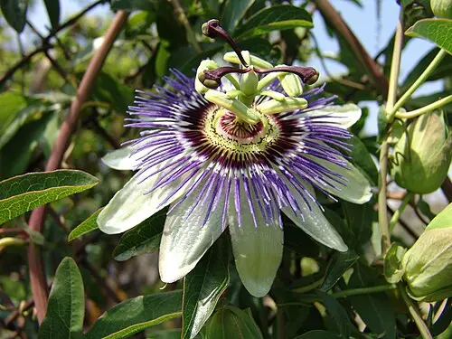시계꽃 (Passiflora caerulea)