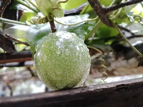 패션프루트 (Passiflora edulis)