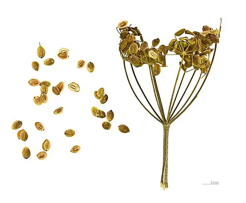파스닙 (Pastinaca sativa)