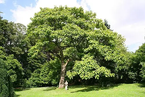 오동나무 (Paulownia tomentosa)