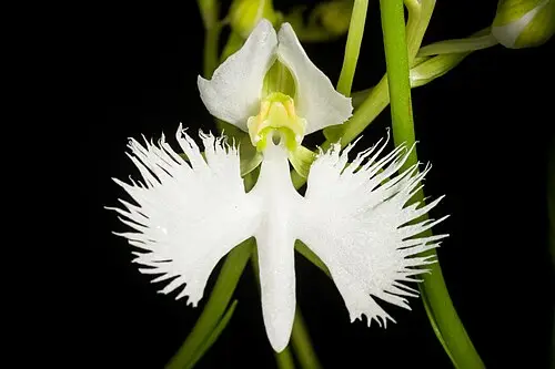 해오라비난초 (Pecteilis radiata)
