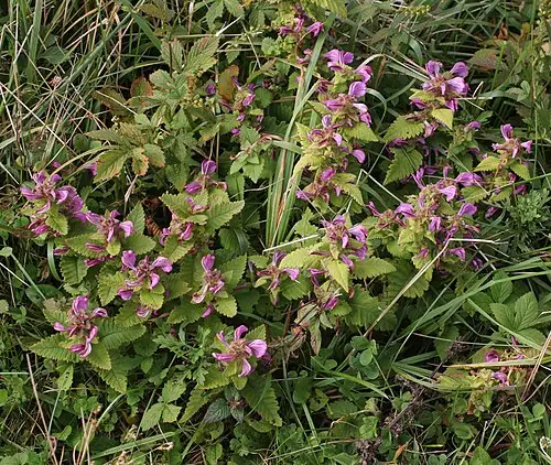 송이풀 (Pedicularis resupinata)