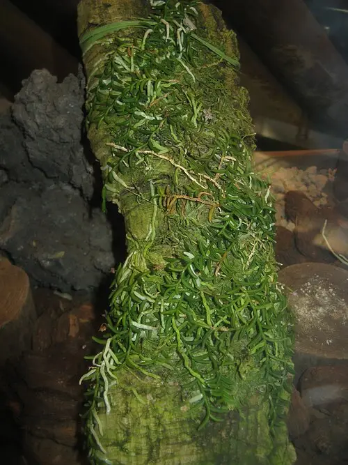 지네발란 (Pelatantheria scolopendrifolia)