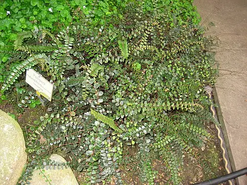 단추고사리 (Pellaea rotundifolia)
