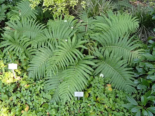 개면마 (Pentarhizidium orientale)