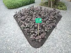 들깨