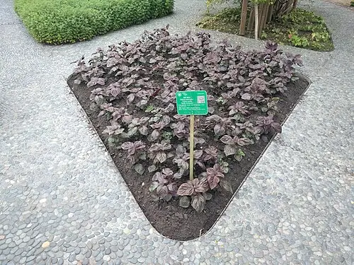 들깨 (Perilla frutescens)
