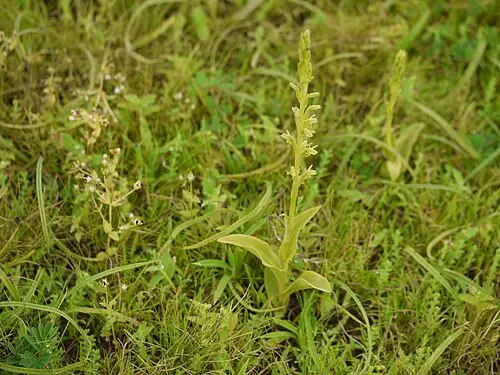 방울난초 (Peristylus densus)