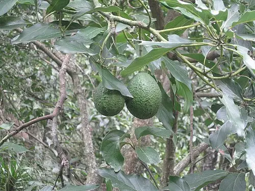 아보카도 (Persea americana)