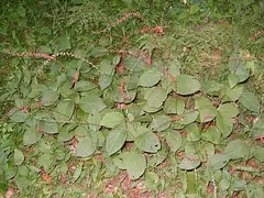 이삭여뀌