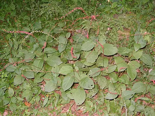 이삭여뀌 (Persicaria filiformis)