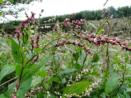 쪽 (Persicaria tinctoria)