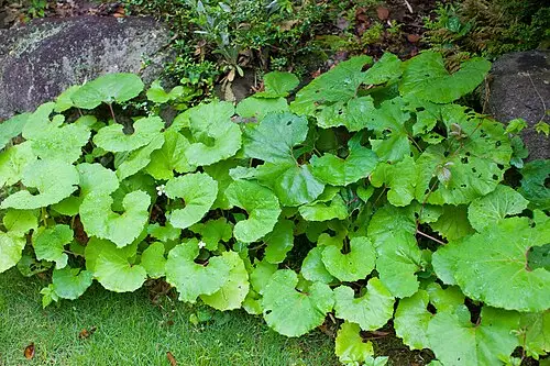 머위 (Petasites japonicus)