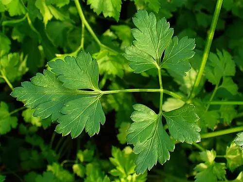 파슬리 (Petroselinum crispum)