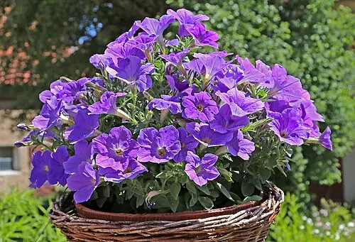 페튜니아 (Petunia × atkinsiana)