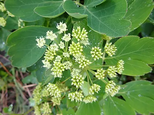 갯기름나물 (Peucedanum japonicum)