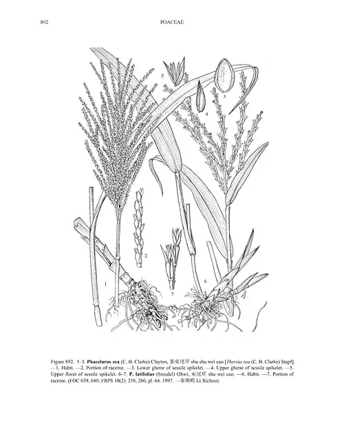 모새달 (Phacelurus latifolius)