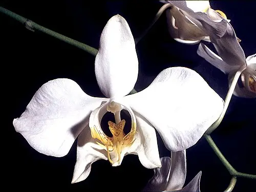 호접란 (Phalaenopsis amabilis)