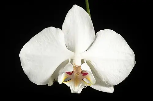 대만호접란 (Phalaenopsis aphrodite)